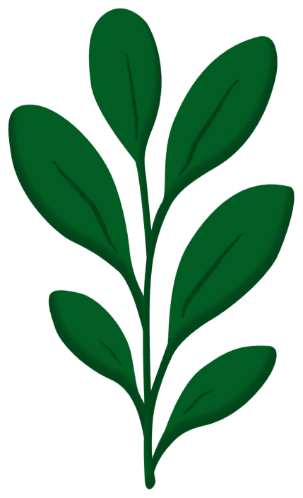 Calathea bottom-right